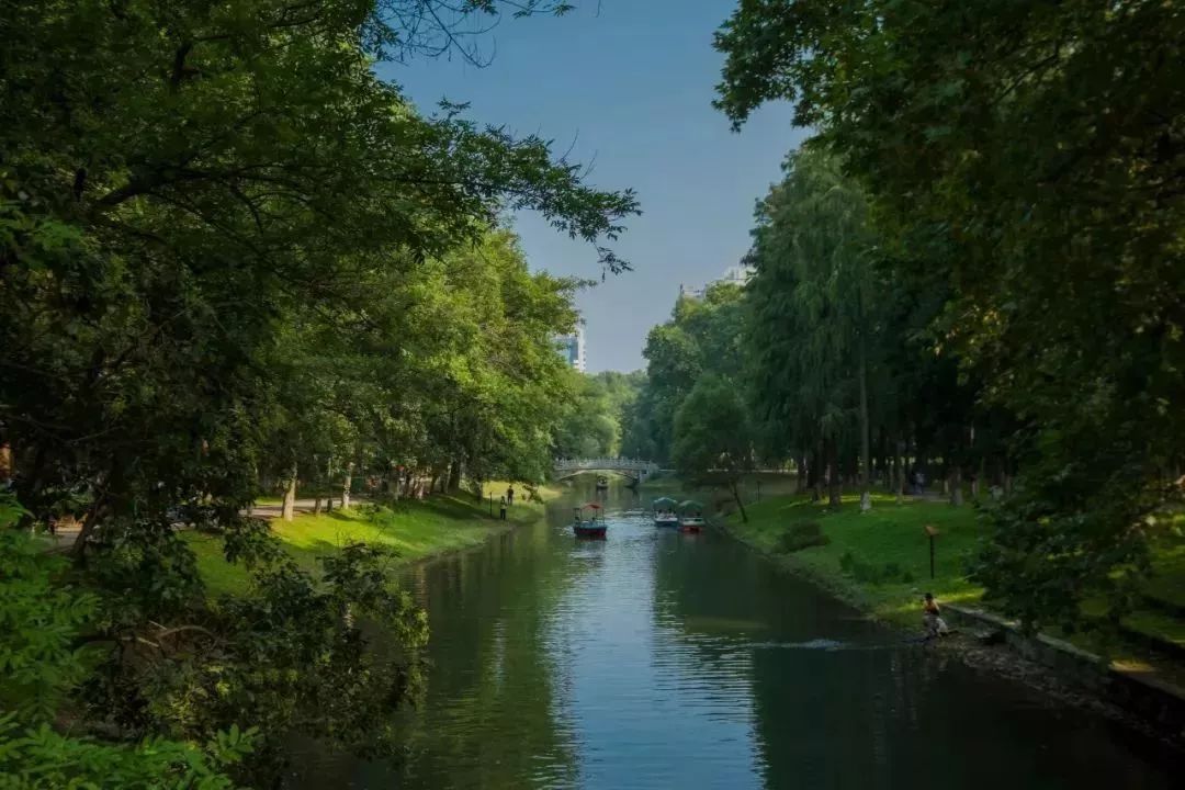 武汉大学的樱花开了！还有这些景点统统免费…