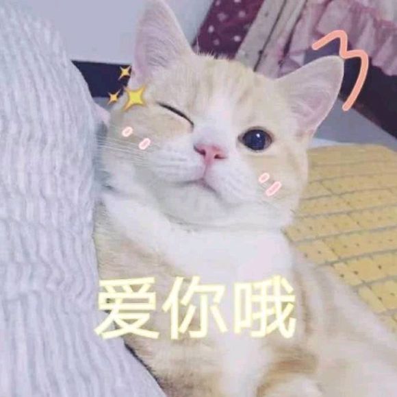 猫咪表情包｜劳资的心，收好