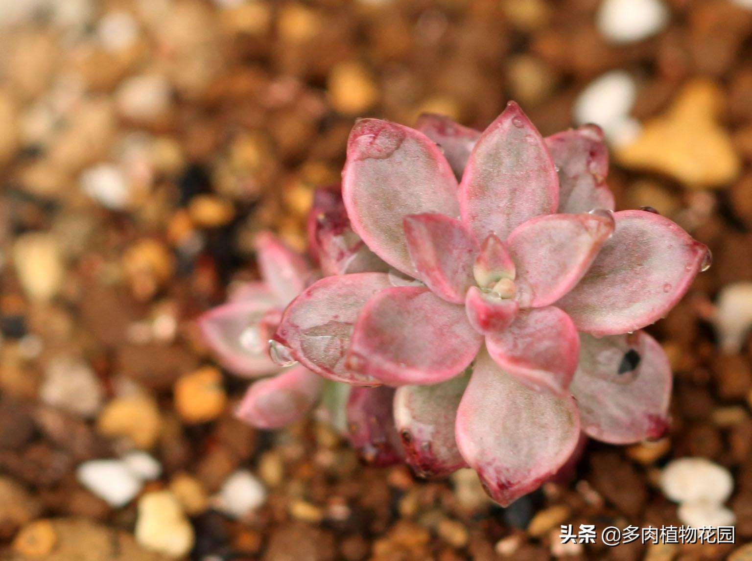 要想多肉植物胧月出状态，你得这样养护