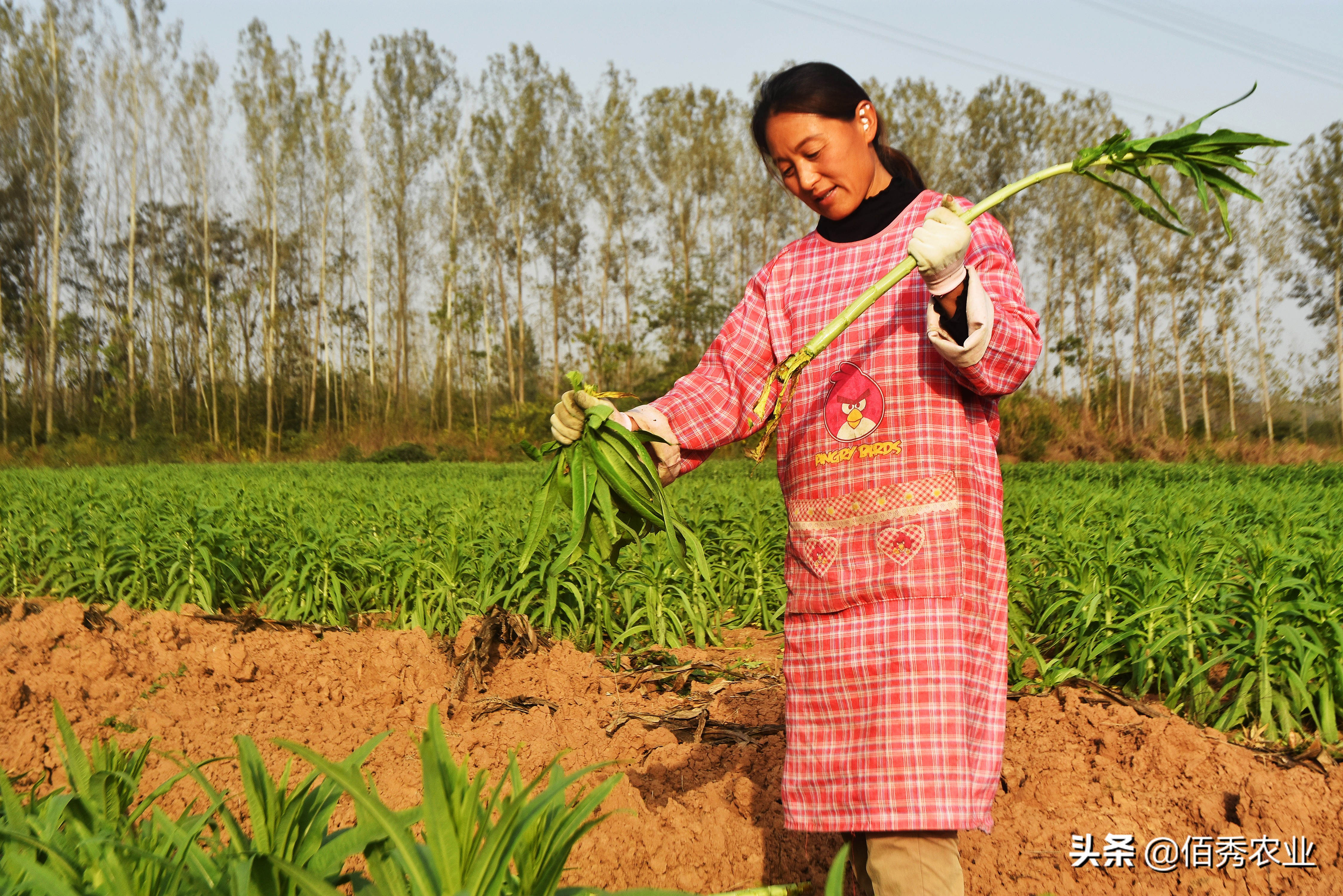 闲不住的农村妇女,不种庄稼不打工,有哪些挣钱好渠道?
