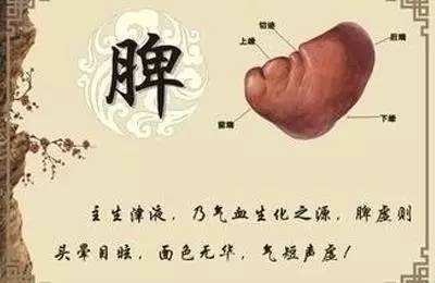 中医入门必须理解的五脏六腑功能特点！