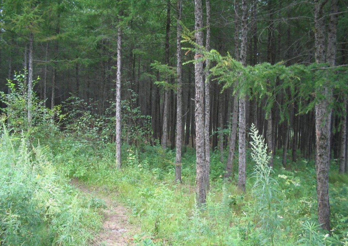 ​25天，进村东北虎完达山一号放归山林，重回自然还会回来吗？