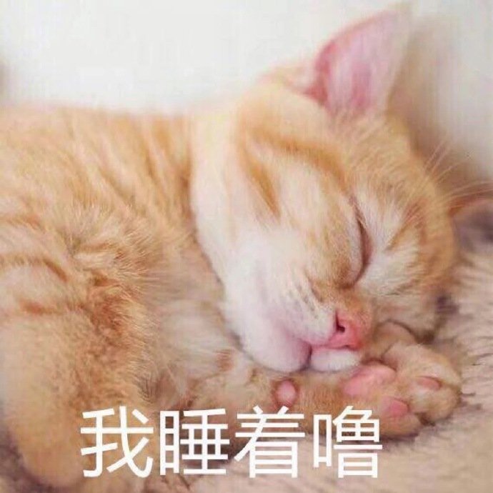 猫咪表情包合集｜小哥哥，处对象吗