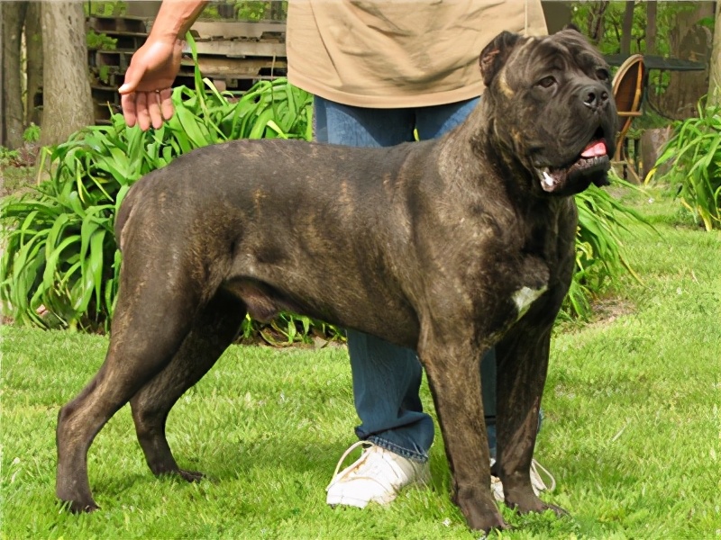 最好的护卫犬排名