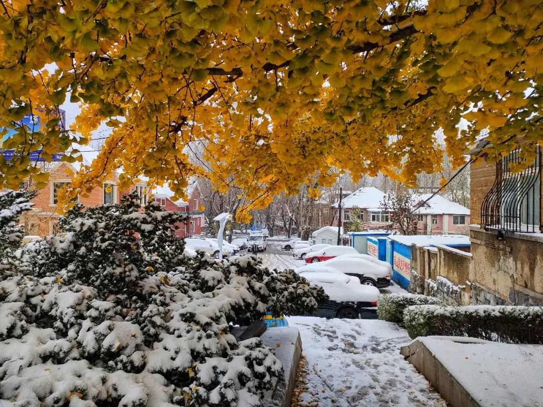 秋与冬的相遇，大连下雪了