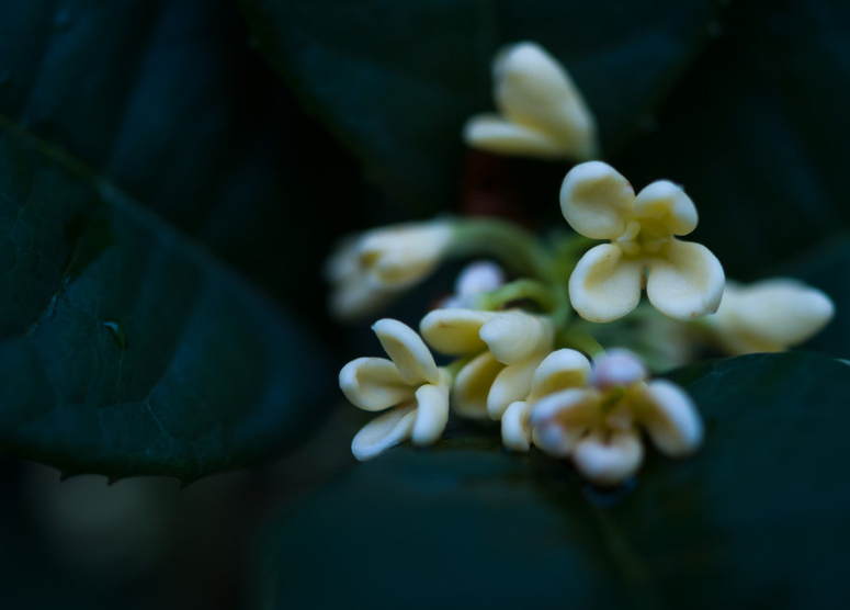 桂花 诗词(浓香满衣袂 不觉桂花开，十五首桂花的诗词，桂花香，秋意浓)