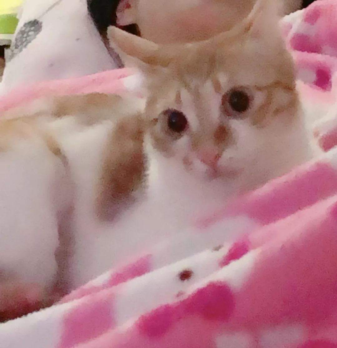 猫鼻支是怎么诊断的，又该怎么办呢？|猫鼻支治疗方法一览