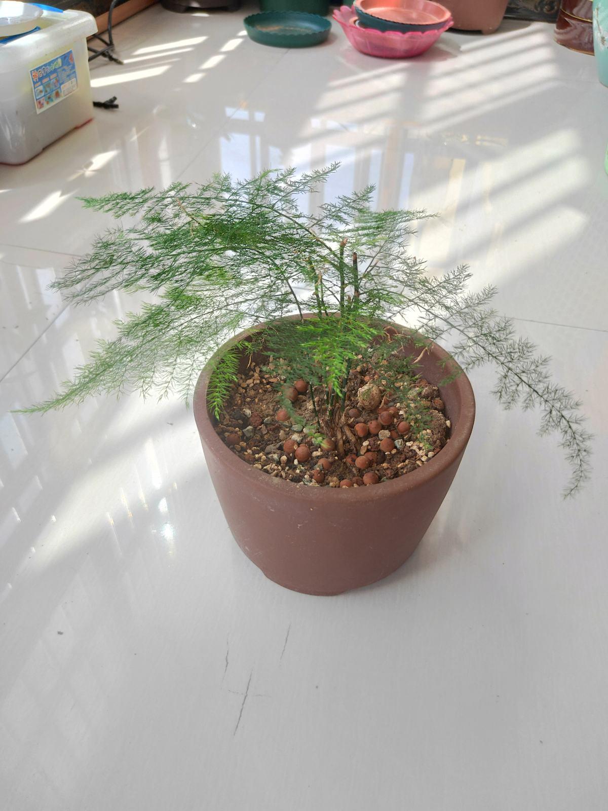 30种观叶植物,能观赏也净化空气,总有一种你养过