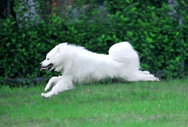 萨摩耶犬怎么训练(养萨摩耶需要注意这5点) - seo葵花宝典