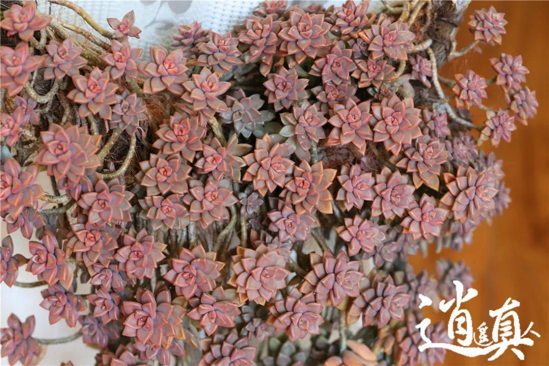 多肉植物呀丨多肉植物种类品鉴,景天专场(一)