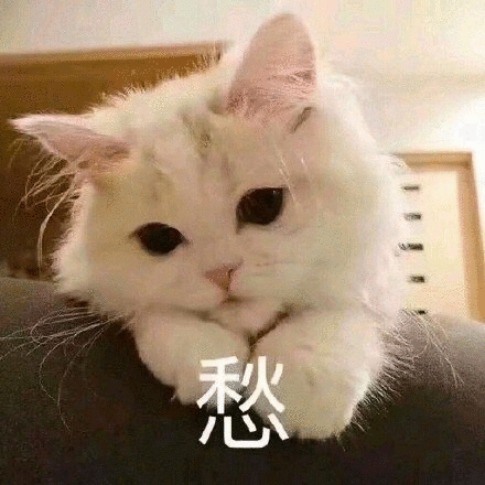 猫咪表情包：你忍心不理我吗