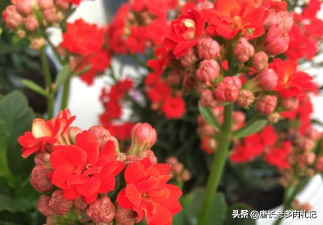 长寿花有毒吗？长寿花为什么致癌-第11张图片