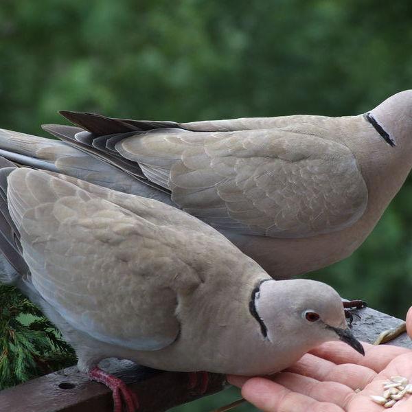 斑鳩養殖,斑鳩養殖違法嗎