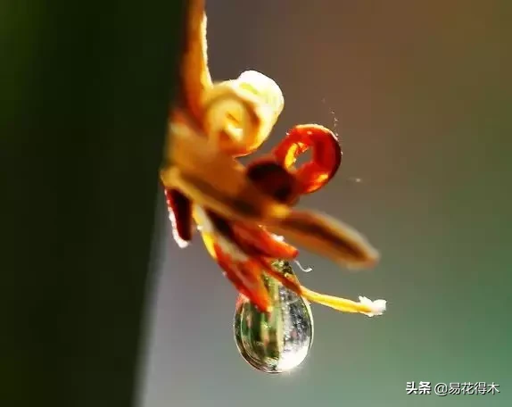 兰花分泌花蜜的蜜腺什么部位？花蜜能不能食用？