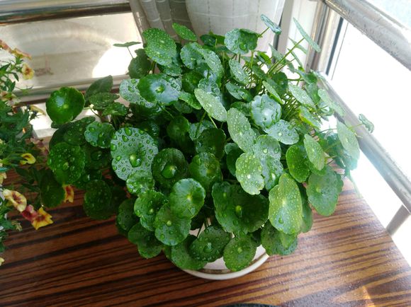 铜钱草叶太小？简单2个“方法”，30天长满盆，叶子大10倍