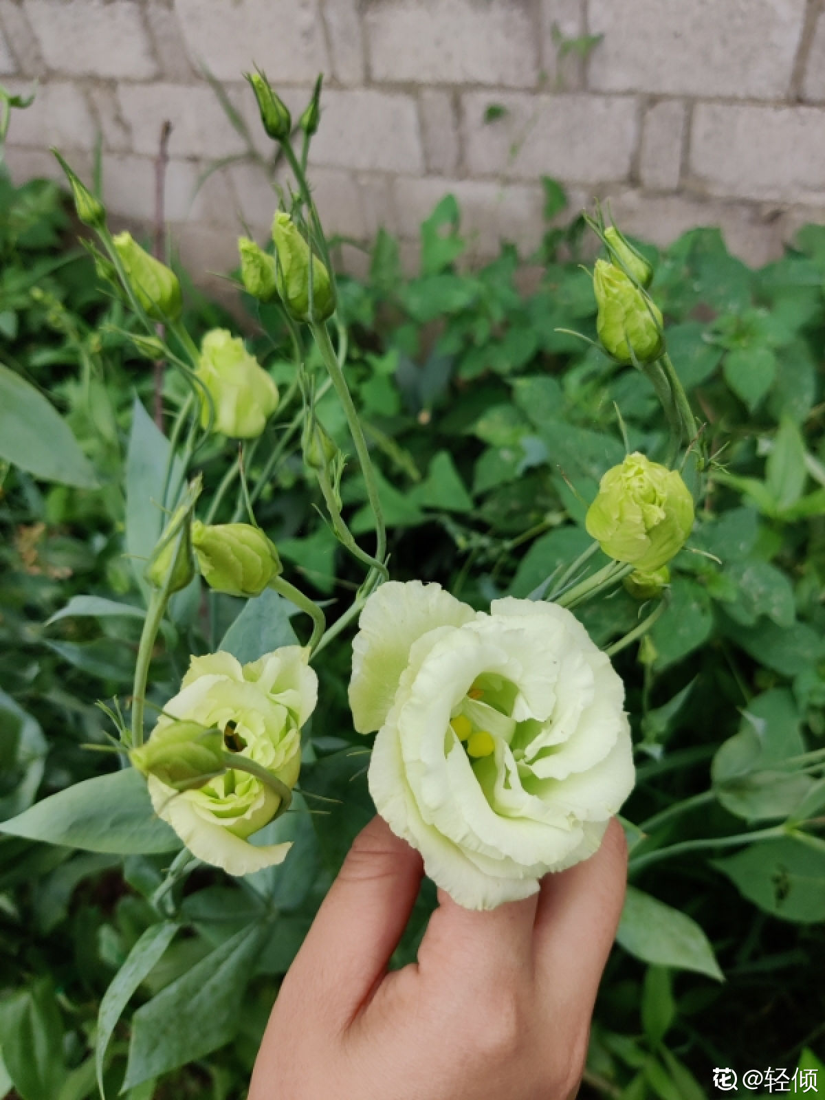 80种常见植物图解，出门识花不求人，倍儿有面子