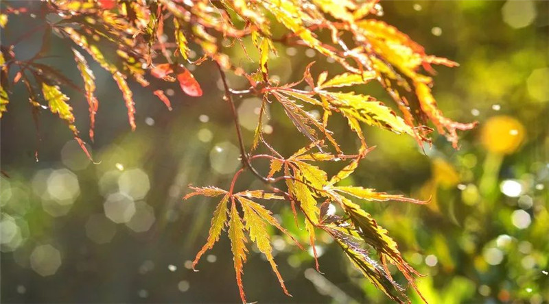 秋雨落到地上，或美丽或忧伤，3首秋雨的诗词，哪首打动你的心？