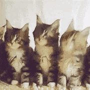 抖音五只猫摇头表情包动图