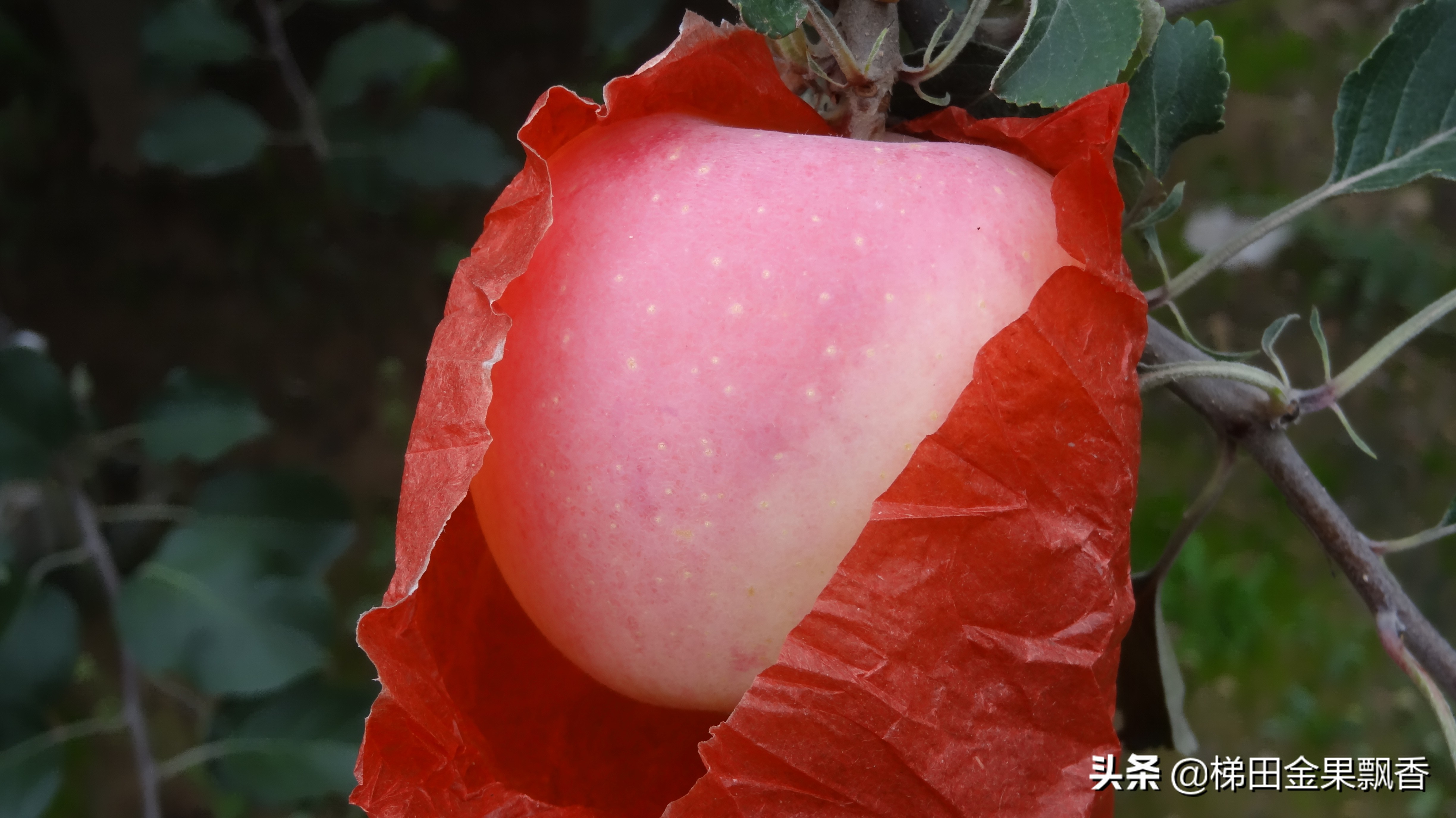 苹果生长周期（揭秘苹果树一年内的生长周期过程）