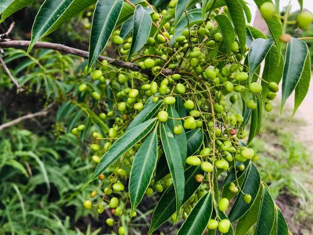 春天赏花,看见这20种,离得远点,因为有毒