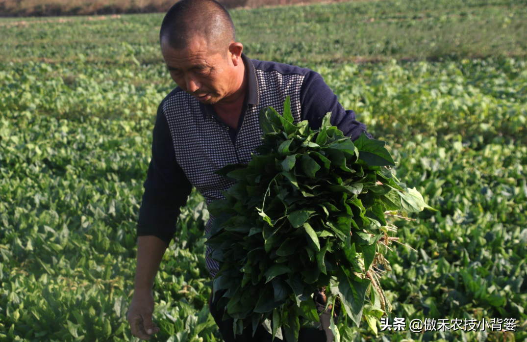 学会菠菜四季种植的管理技巧，出苗齐、长得快、产量大、品质好