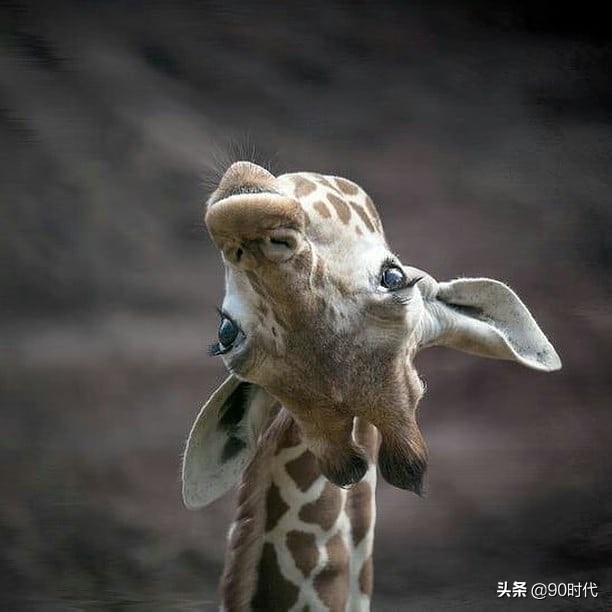 可爱的长颈鹿头像萌