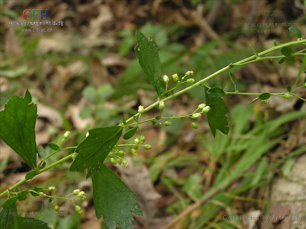 庵怎么读音(中药材庵闾子)-第2张图片-创女网