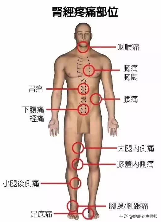 内脏位置图(五脏六腑疼痛区域高清图，生病了该按哪里，标得一清二楚，超实用)