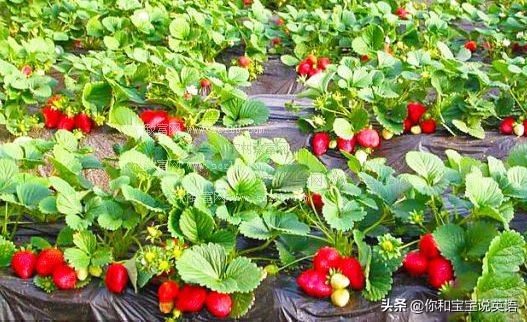 采摘亲子英文+科普—草莓蓝莓、萝卜白菜，谁长地上，谁长藤上？