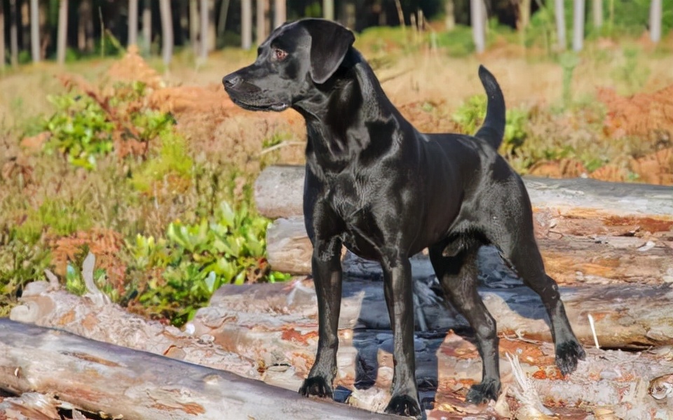 世界犬种智商排名榜前 30 名的聪明狗狗
