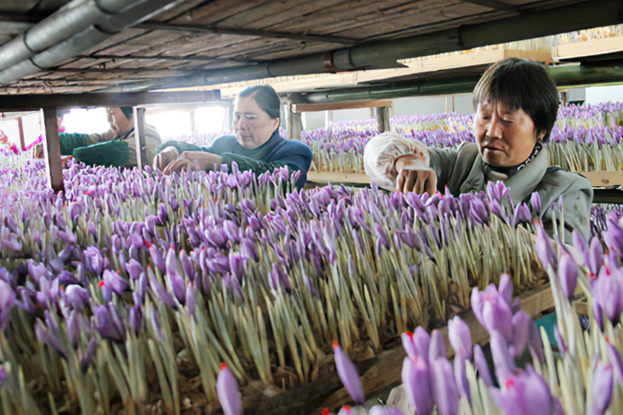 5万朵花出一斤干货，原产希腊如今“炒作失败”，以后别上当了