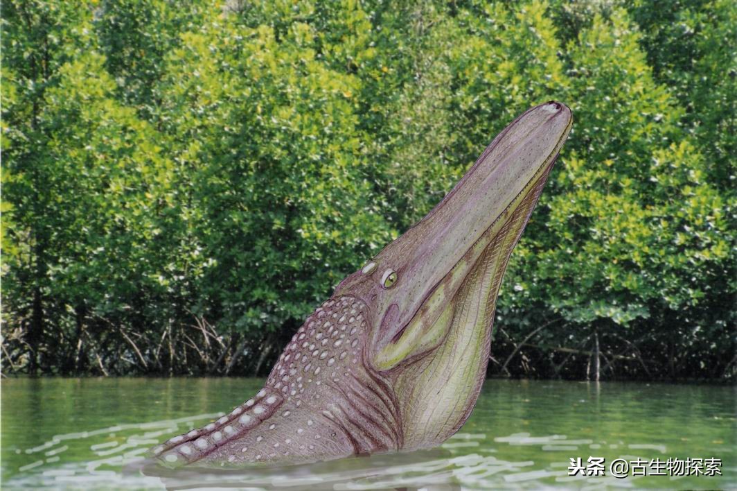 史前巨鳄能够像鲸鱼一样大嘴吞四方