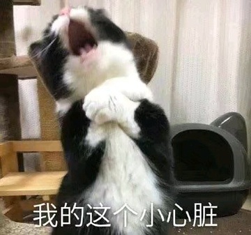 猫咪表情包合集｜老子可爱吗？