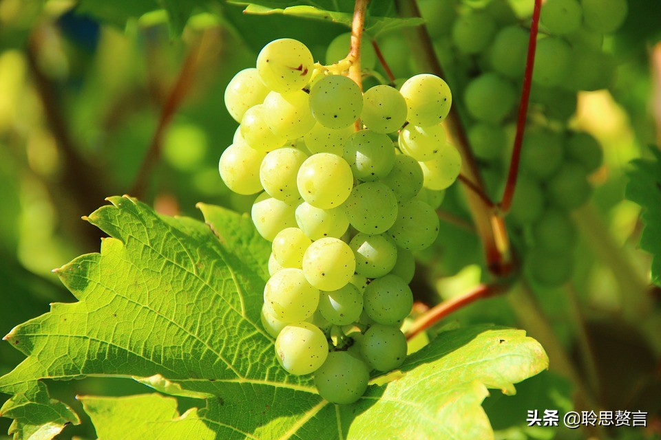 葡萄诗词精选二十四首 夏半蒲萄正熟时，累累满架紫金垂