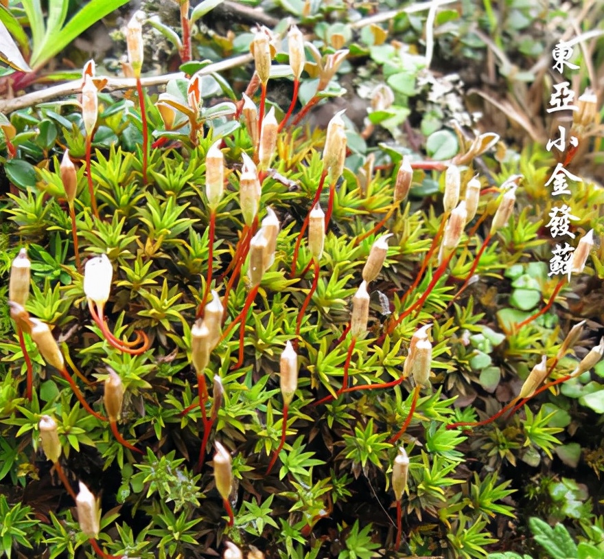 苔藓植物图片（小编带你盘点四十种苔藓植物）