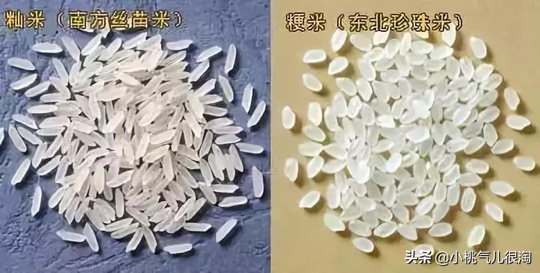 北方大米和南方大米，你更喜歡哪種？