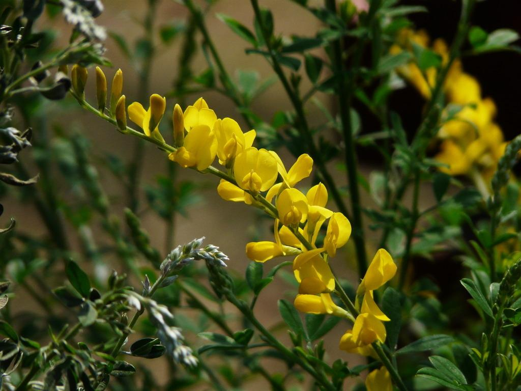 开花颜值高的黄金雀,养护简单,能盆栽能地栽,非常适合新手