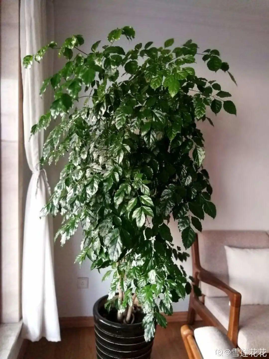 春天正施肥，氮磷钾肥别买了，自己在家就能做