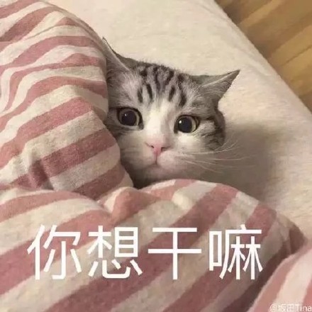 猫咪表情包合集｜你都没有胸，凶什么凶