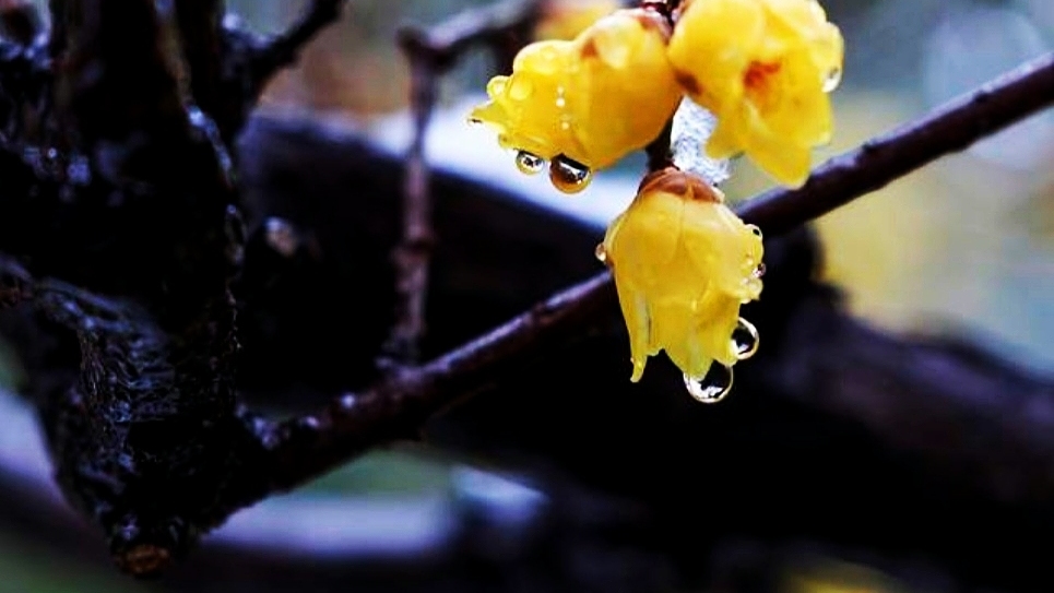 更无花态度，独有古筝声——幽韵流年里的清雅绝唱