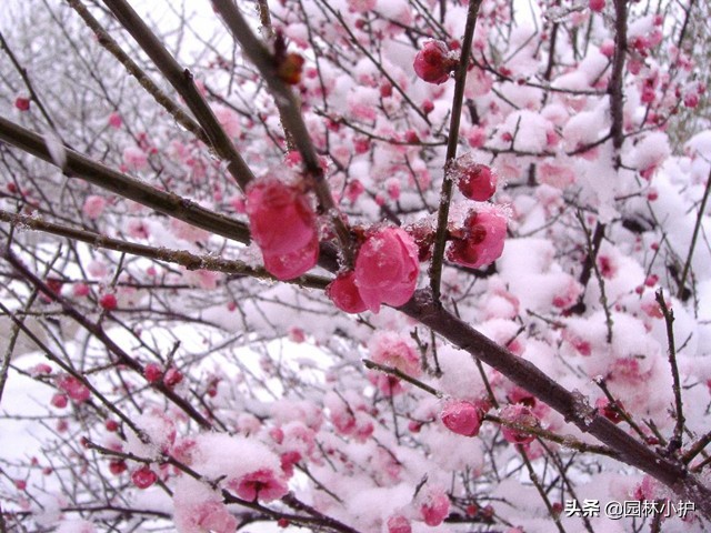 菊花代表什么花语（花语系列之中国十大名花）