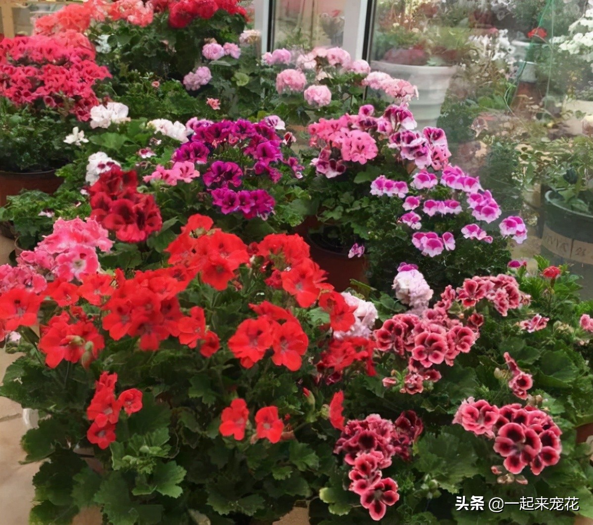 花期长好看又好养的花（分享适合新手的5款懒人花）