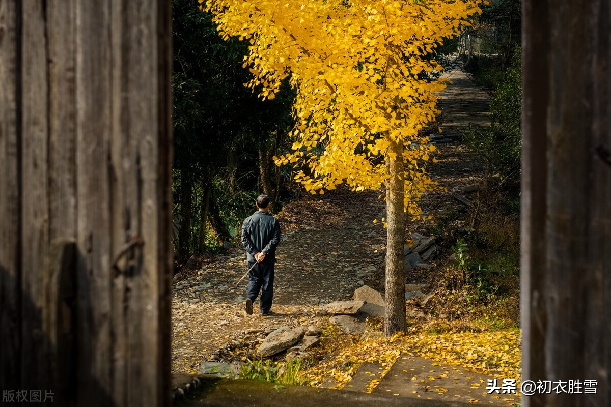 明丽落叶诗六首，叶落归根，秋到任他林落叶，春来从你树开花