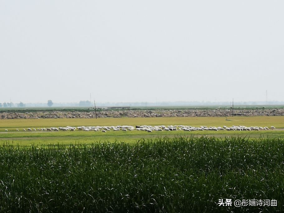 花在草原诗在心：金秋内蒙之旅古典诗词曲拾零悠情