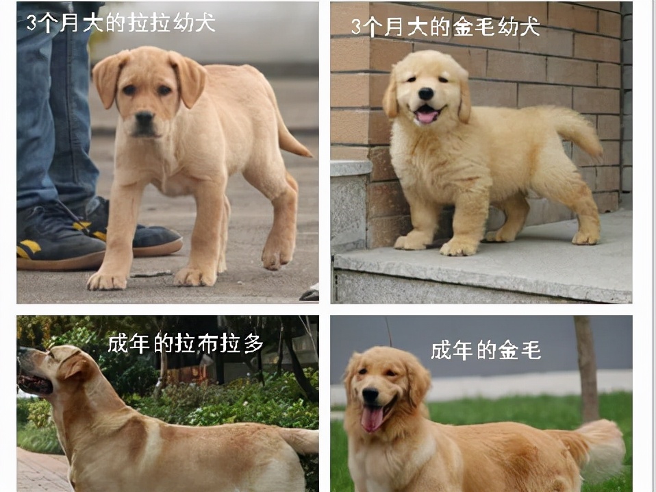 常見的中型犬