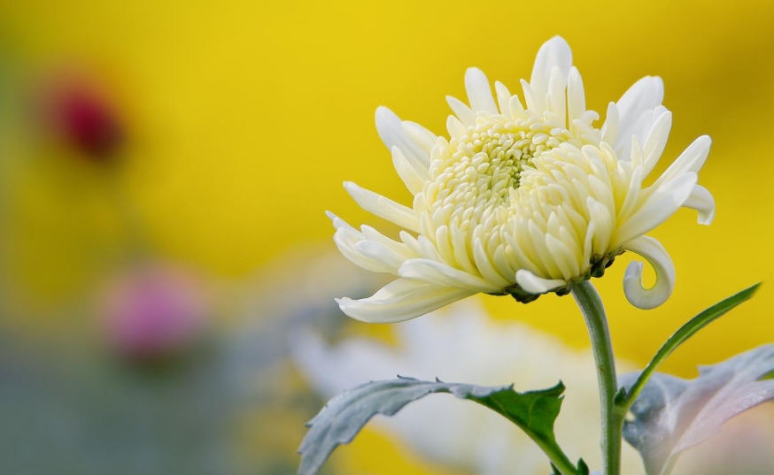 菊花，就是秋日最美的诗词，十二首晚菊诗词，傲骨迎霜，优雅美艳