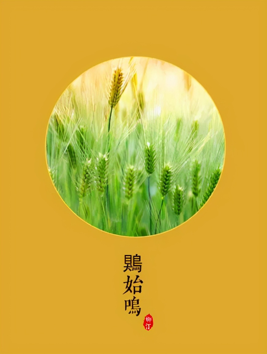 芒种 | 仲夏已至，处处菱歌长