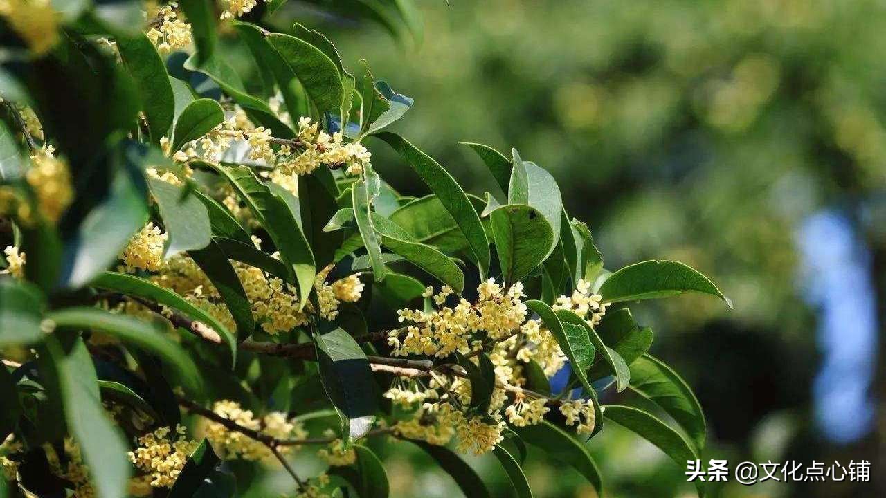 又到桂花飘香季了，李清照的一首《鹧鸪天》，足以惊艳整个秋天