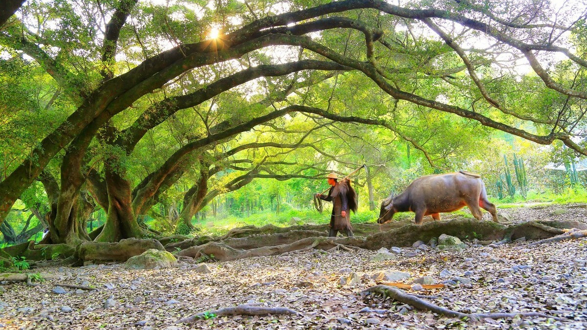 牛年，送你四首关于牛的古诗词，品时光安暖岁月静好