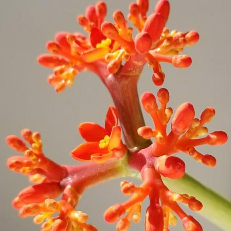 造型奇特花朵唯美的佛肚树,佛肚海棠这么养护,花果同存争奇斗艳